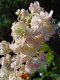 hyd involucrata hortensis 3.JPG